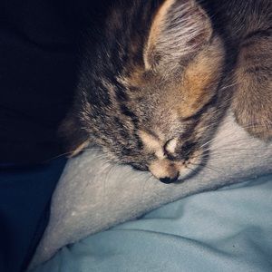 Meet your Posher, Anne